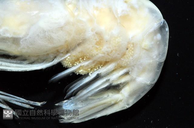 學羽紅蝦藏品圖，第5張