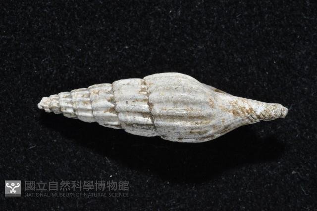 東沙春柏蛹筆螺藏品圖，第5張