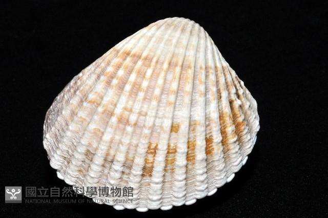 歐洲鳥尾蛤藏品圖，第5張