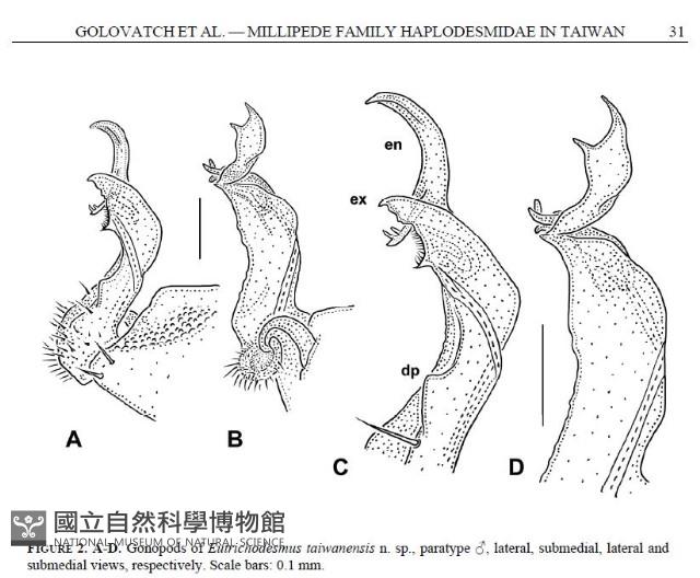 新種單帶馬陸藏品圖，第5張