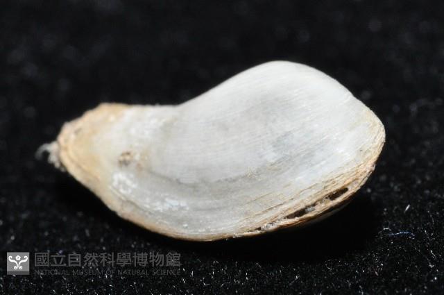臺灣波浪蛤(新種)藏品圖，第5張