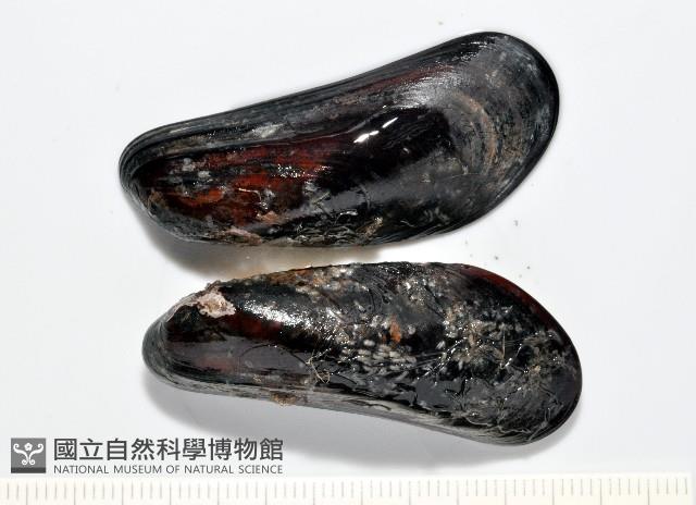 臺灣深海殼菜蛤藏品圖，第5張