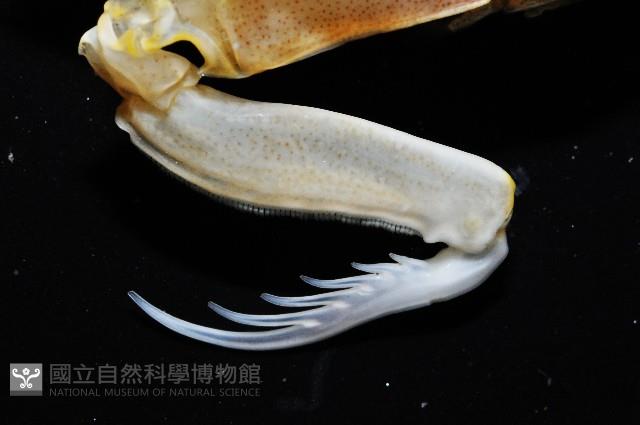 斷脊似口蝦蛄藏品圖，第5張