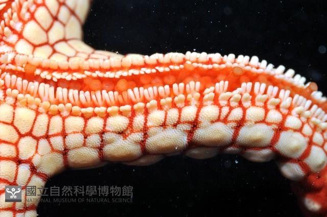 單鏈蛇星(珠鏈單鰓海星)藏品圖，第5張