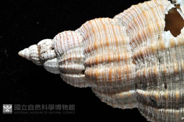巨核螺藏品圖，第5張