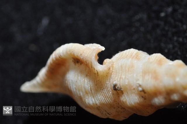 奧利佛捲管芋螺藏品圖，第5張