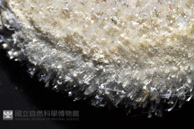 未知種毛刺新月貝藏品圖，第5張
