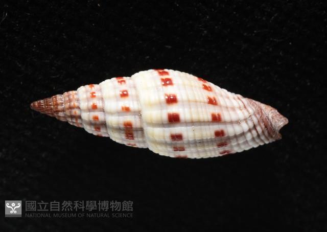 吸血蛹筆螺藏品圖，第5張