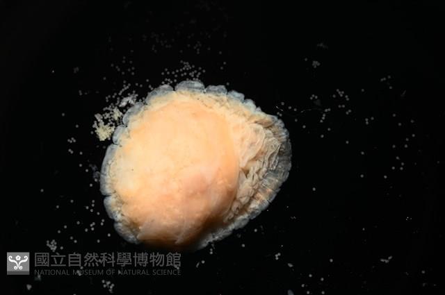思氏不對稱鰓虱藏品圖，第5張