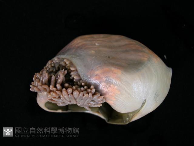 造殼海葵之一種藏品圖，第5張