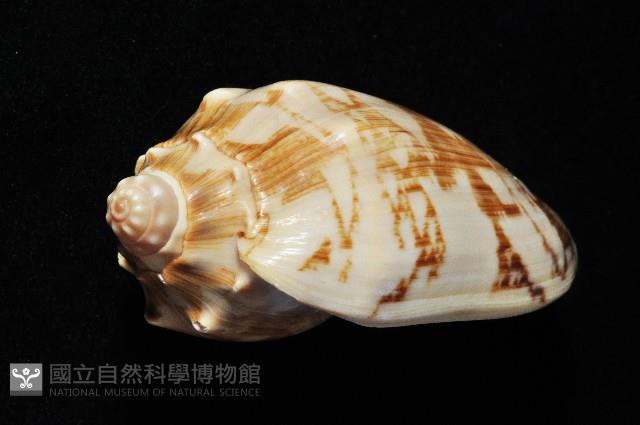 蝙蝠渦螺藏品圖，第5張