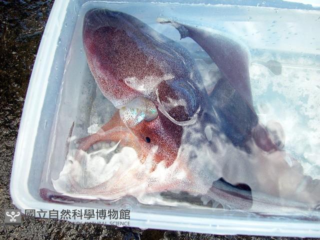 印太水孔蛸藏品圖，第5張