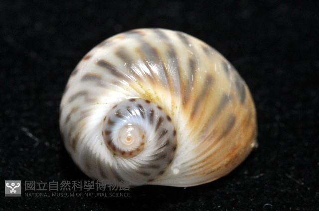 小灰玉螺藏品圖，第5張
