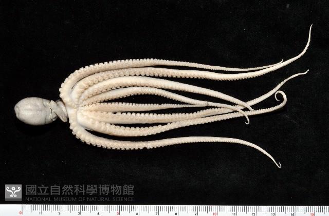 新種章魚TW45藏品圖，第5張