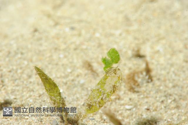 毛毛蝦藏品圖，第5張