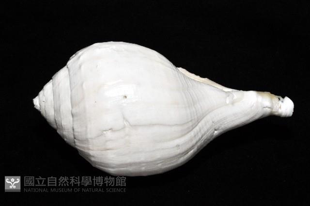 印度聖螺藏品圖，第5張