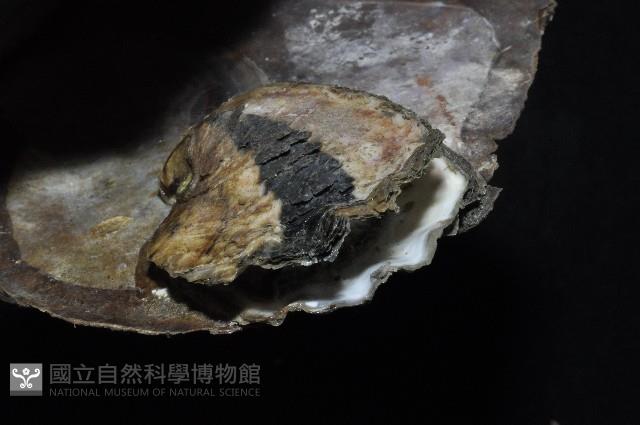 大牡蠣(葡萄牙牡蠣)藏品圖，第5張
