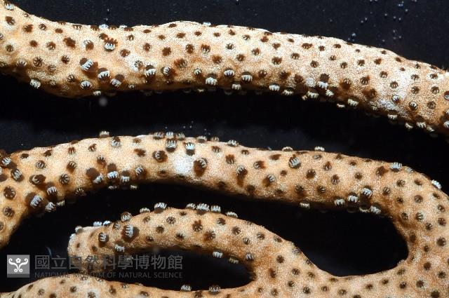 未知種真網柳珊瑚藏品圖，第5張