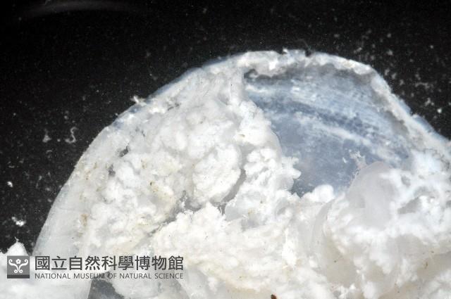 倒立水母(仙后水母)藏品圖，第5張