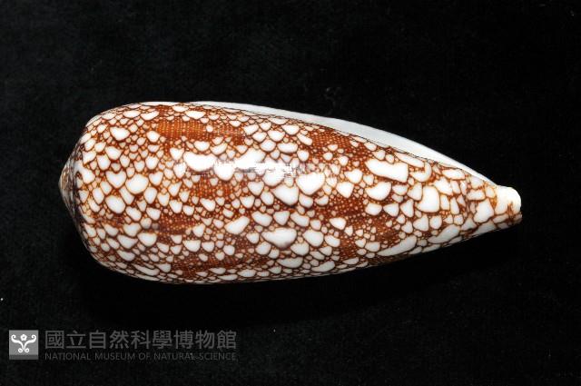 登錄號:007819-00062藏品圖，第5張