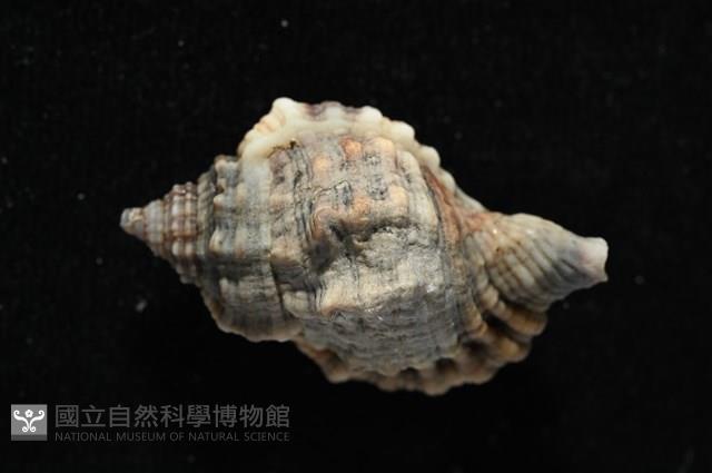 紅口法螺藏品圖，第5張
