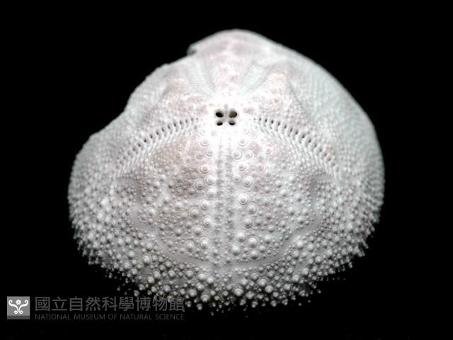 脊背壺海膽藏品圖，第5張