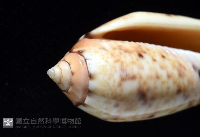 登錄號:007819-00132藏品圖，第5張