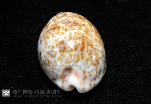銹斑寶螺藏品圖，第5張