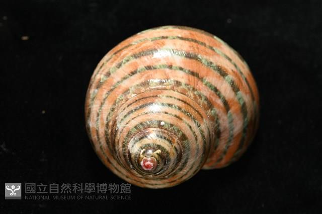 貓眼蠑螺藏品圖，第5張