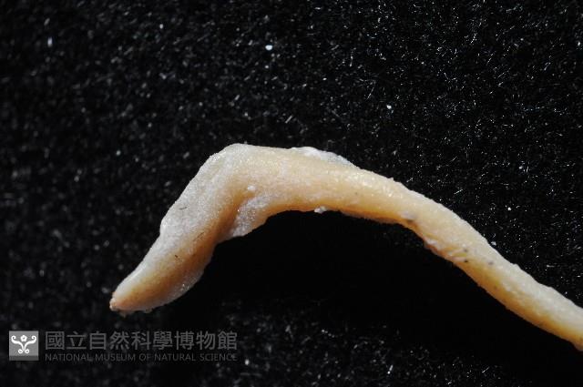 叉尾烏賊藏品圖，第5張