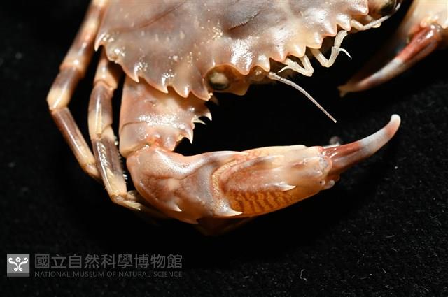 環紋蟳藏品圖，第5張