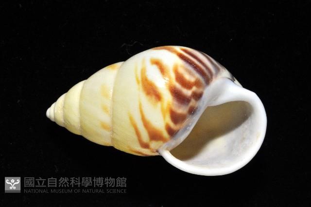 雙旋蝸牛藏品圖，第5張