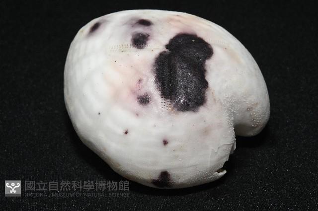 心形緣帶海膽藏品圖，第5張