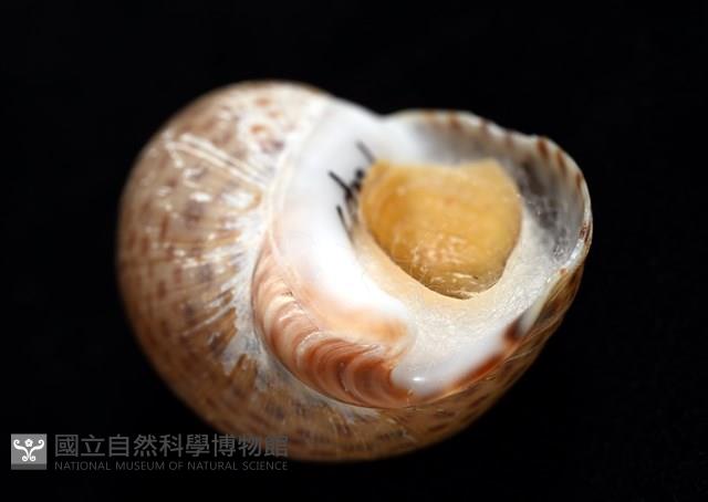 南非鳳螺藏品圖，第5張