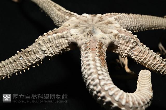 鞭枝蛇尾藏品圖，第25張