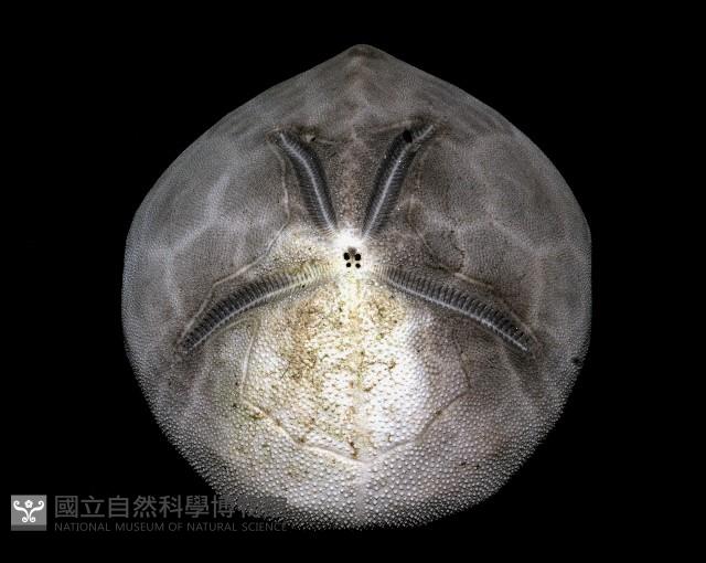 脊背壺海膽藏品圖，第25張