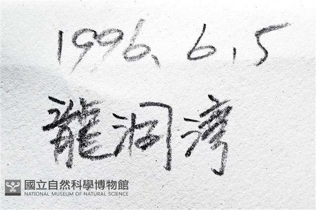 尖棘篩海盤車藏品圖，第25張