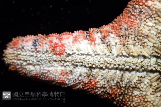 未知種瘤海星藏品圖，第25張