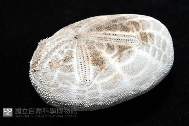 心形海壺藏品圖，第25張