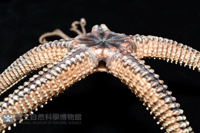 鞭枝蛇尾藏品圖，第30張