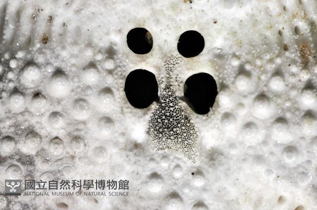脊背壺海膽藏品圖，第30張