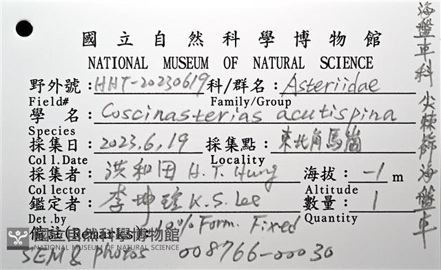 尖棘篩海盤車藏品圖，第30張