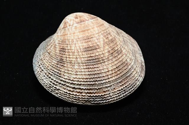 千妮簾蛤藏品圖，第10張