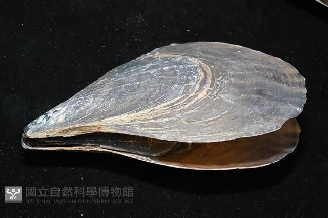 黑旗江珧蛤藏品圖，第10張