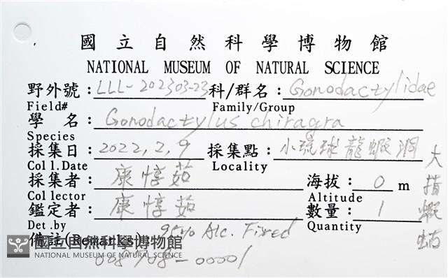 大指蝦蛄藏品圖，第10張