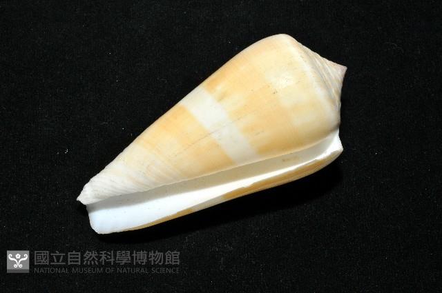 聳肩芋螺藏品圖，第10張