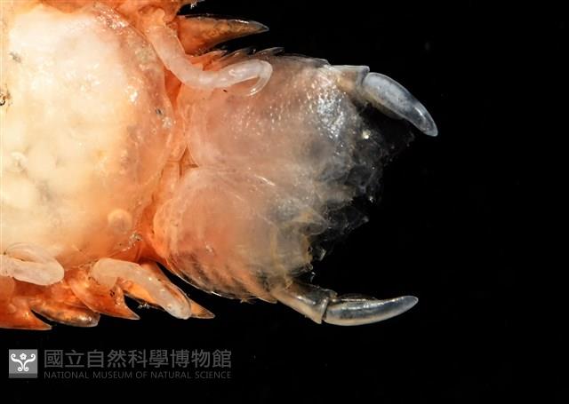 未知種尖甲水虱藏品圖，第10張