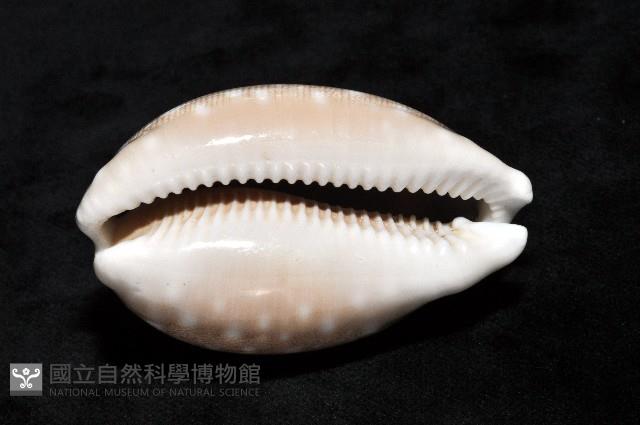 白星寶螺藏品圖，第10張