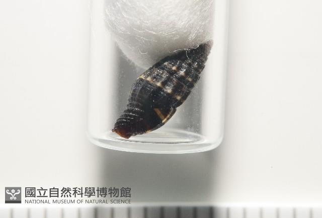 暮靄蛹筆螺藏品圖，第10張