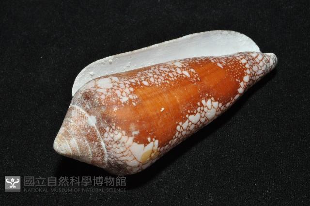 美華芋螺藏品圖，第10張